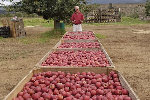 Buks Nel BigBucks Gala apples South Africa