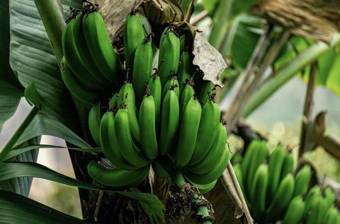 Peruvian bananas Adobe Stock