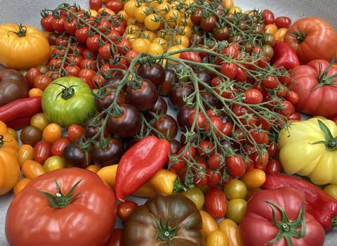 Den Berk Delice tomatoes