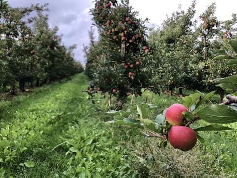 Apfelplantage Niedersachsen