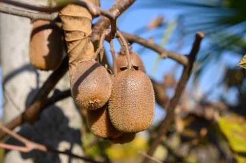 Kiwis mit eingerollten, getrockneten Blättern
