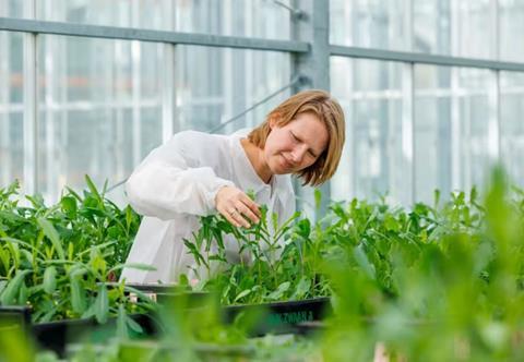 salat blattläuse rijk zwaan