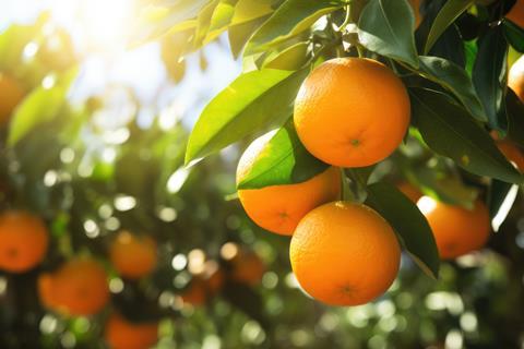 Oranges on tree Adobe Stock
