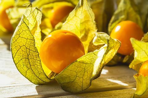 Physalis Adobe Stock