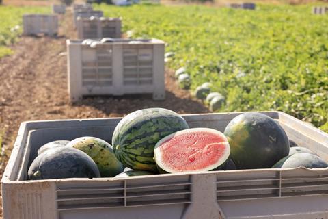 Spanish watermelon harvested in field Adobe Stock