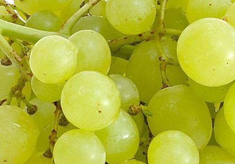 Generic table grapes