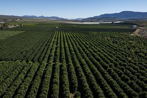 Citrus groves Western Cape South Africa Adobe Stock