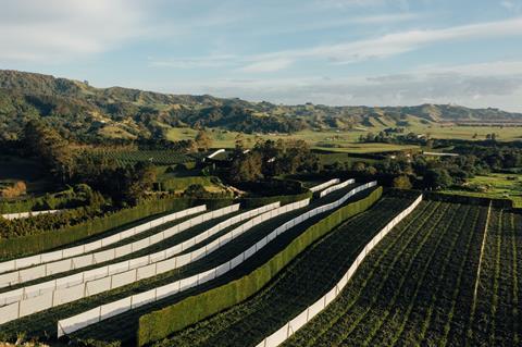 NZ kiwifruit orchard Credit Neate_Zespri-0093