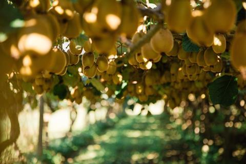 Zespri kiwifruit orchard hanging fruit