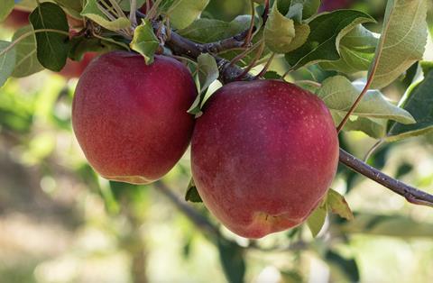 Sassy apples on tree