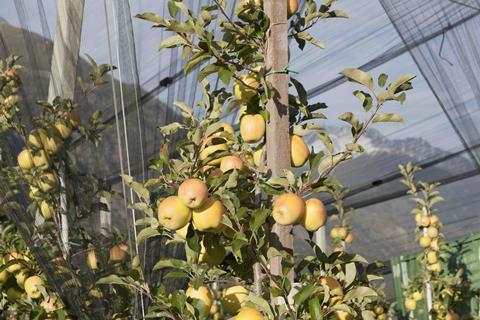 Hagelschutznetze im Apfel-Anbau