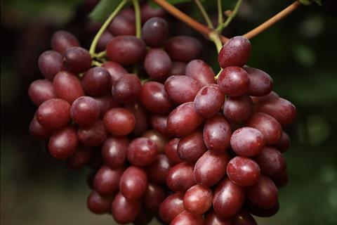 Arra Cherry Crush
