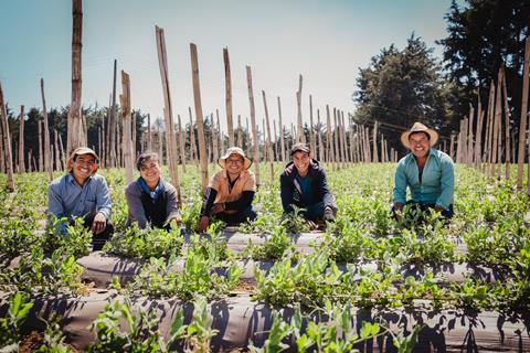 FairFruit Guatemala  agro team