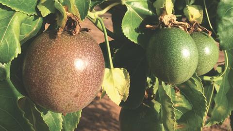 Israel passionfruit