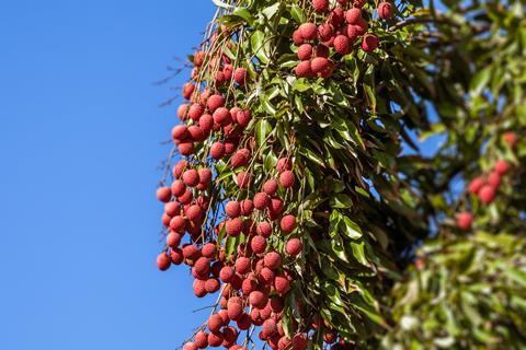 Madagascar lychees