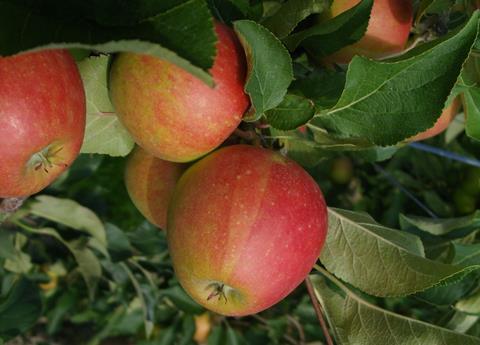 Obstbauern in verschiedenen Teilen der Niederlande mussten zuletzt vermehrt feststellen, dass große Teile ihrer Apfelkulturen durch den Apfelblütenkäfer oder Apfelblütenstecher vernichtet wurden.