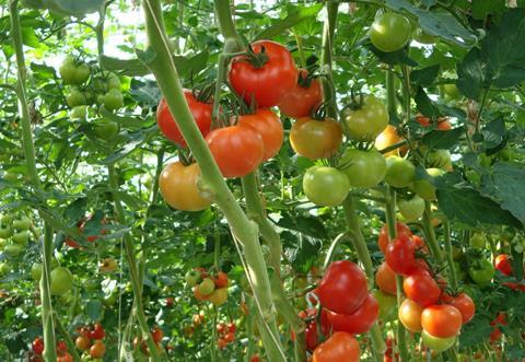 Tomaten Niederlande