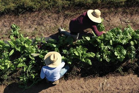 Workers picking vegetables overhead shot