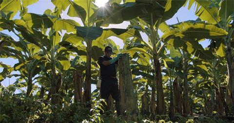 chiquita worker in field