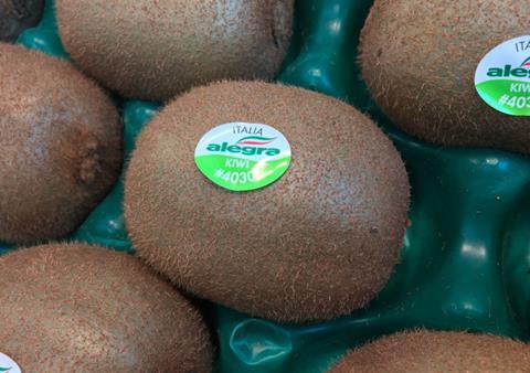 Italian kiwifruit Alegra