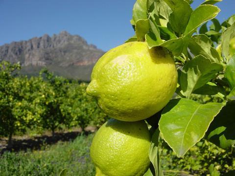 p54-SA seeded eureka lemons 1