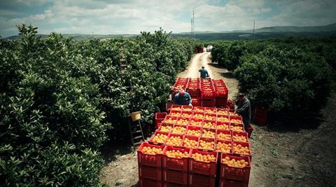 IT Oranfrizer citrus harvesting
