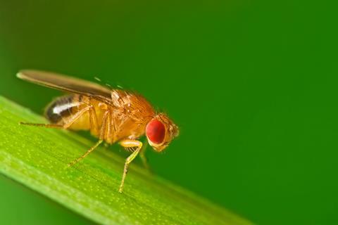 Fruit fly Adobe Stock