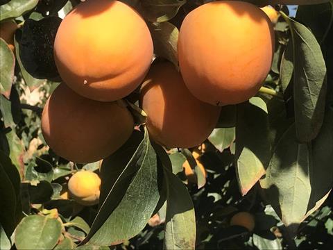 p42-44 ES persimmon B