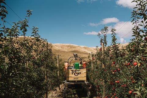 Apple picking underway in Ebbett Orchard, Hawkes Bay