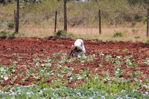 Smallscale farmer