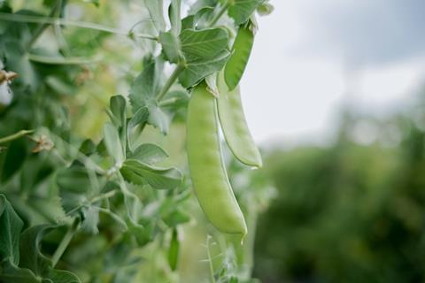 FairFruit snow peas2 - peru