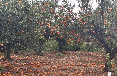 Asaja fruit drop winds Valencia