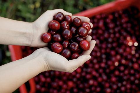 Spain Picota cherries in hand