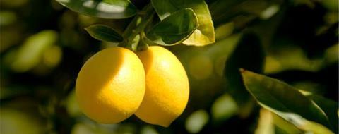 Limoneira lemons