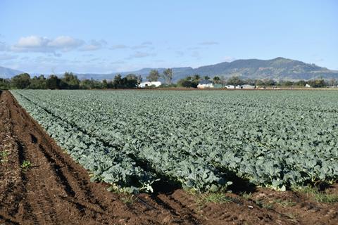 Cabbage production Gatton Queensland Adobe Stock