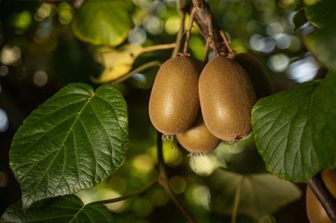 Jingold-Kiwis vor der Ernte