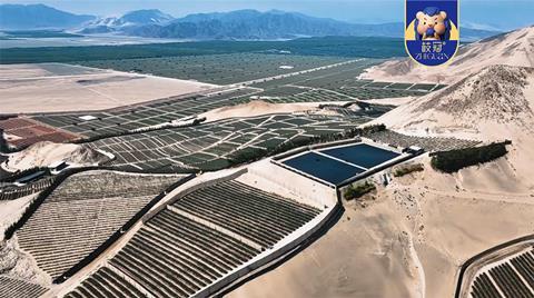 Zhi Guan Blueberry cultivation base
