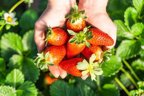 Huelva strawbs