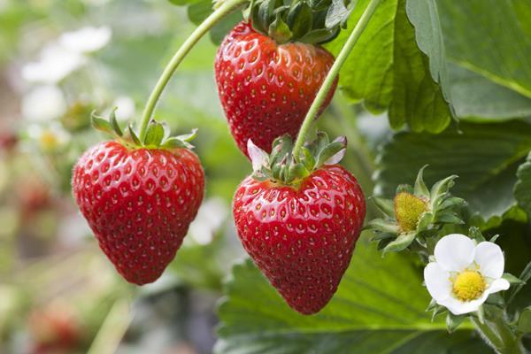 AVA berry varieties show way for Angus | News | Fruitnet