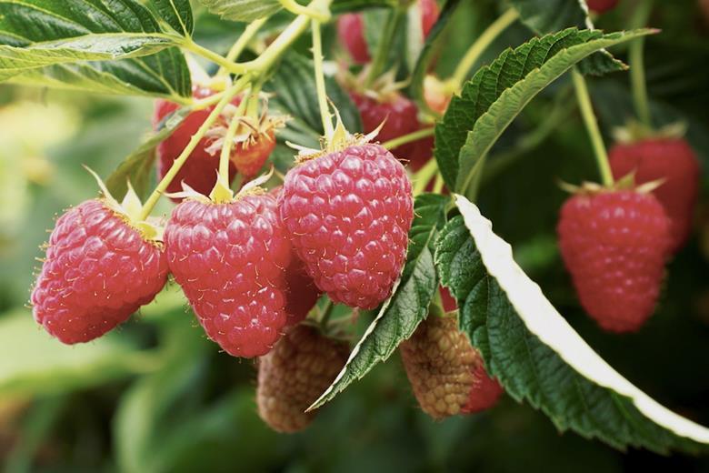 Plant Sciences Genetics expands global berry breeding with new ...